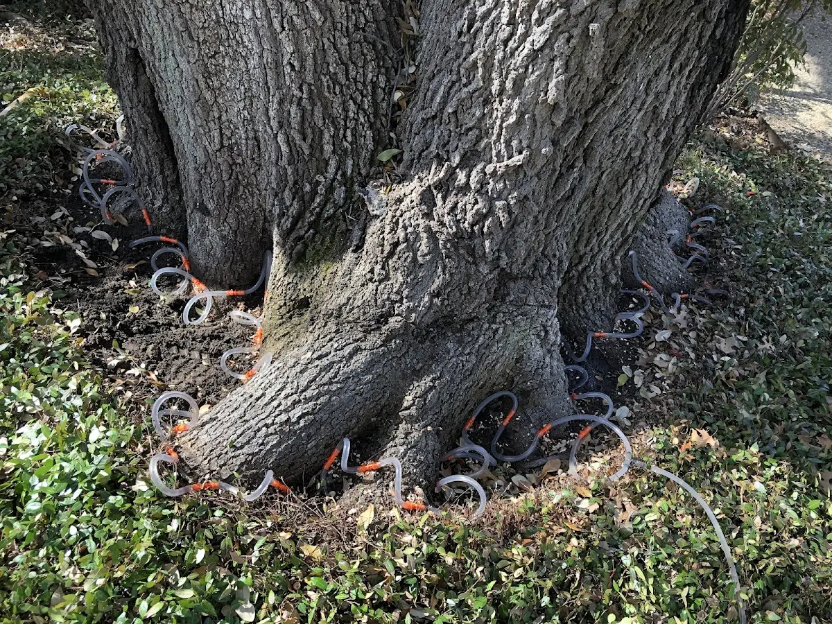 Detailed Tree Cabling and Bracing job site in Missouri Valley
