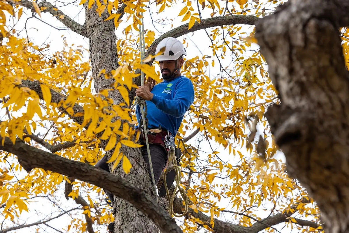 Skilled Tree Pruning crew working in Missouri Valley